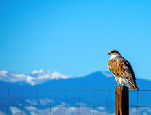 Ferruginous Hawk In The Colorado Rocky Mountains
