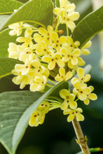 Group Of Sweet Osmanthus Or Sweet Olive Flowers Blossom On Its Tree Welcome To The Winter Season Coming