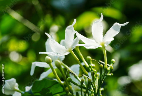 Featured image of post Jasmine Flower Garden Images : Download free jasmine flower images for your project!
