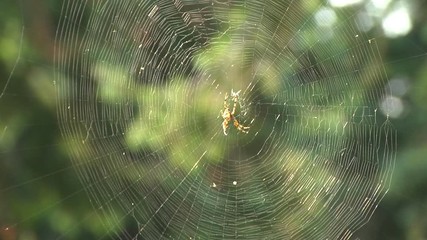A spider in a web woven between tree branches. Move focus from tree to spider