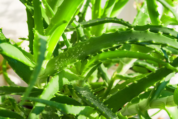 Green prickly leaves of the medicinal plant aloe Vera on the Bush