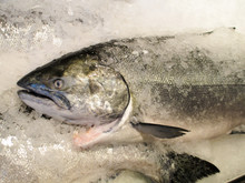 Salmon On Ice Closeup At Market