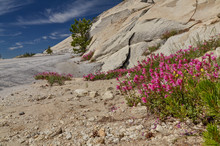 Mountain Pride (Penstemon Newberryi) Wildflowers Blooming On The Rocks In  Sierra Nevada Mountains (Yosemite National Park, California)