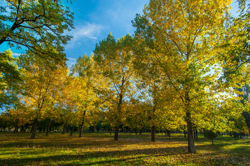 Beautiful warm autumn colors in the forest, with multicolored foliage