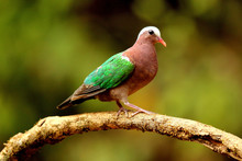 Emerald Dove, Chalcophaps Indica ,Ganeshgudi, Karnataka, India