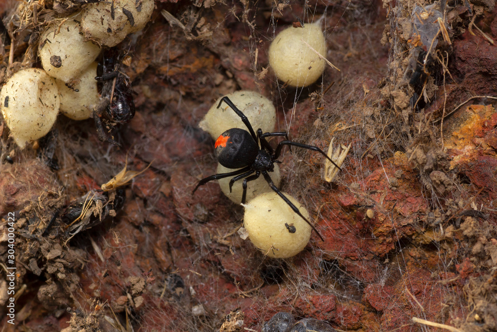 latrodectus-hasselti-red-back-spider-with-its-egg-sacks-india-stock
