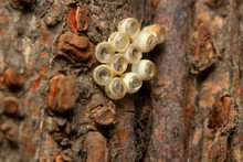 Little Insect Eggs On Tree Trunk, Close-up