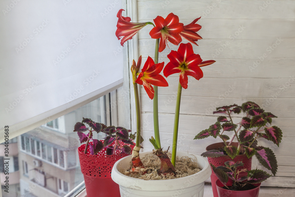 Sonatini Amaryllis Hippeastrum "Balentino" on the window Stock Photo |  Adobe Stock