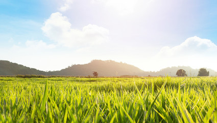 Meadow with bright blue sky and mountain horizon 