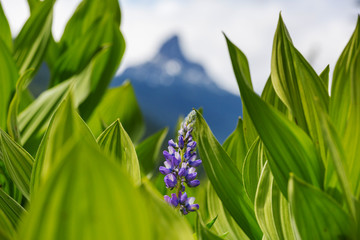 Canvas Print - Mountains meadow