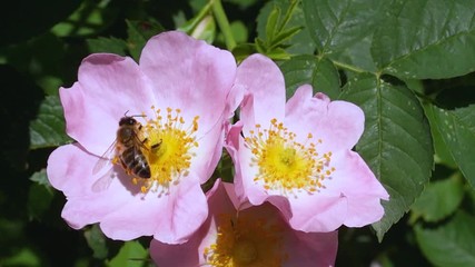 Wall Mural - a bee pollinates a flower and collects nectar in a meadow of flowers