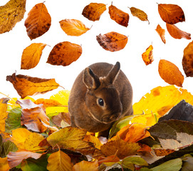 cute little rabbit and an autumnal leaves