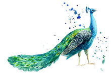 Peacock Bird On A White Background, Watercolor Hand Drawing