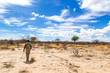 A namibian guide walking through a barren landscape, foot safari near Waterberg, Namibia, Africa