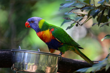 Australian rainbow lorikeet at a feeding bowl in a tropical setting.