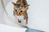 Fototapeta Koty - The striped three-colored cat looks with big eyes, is afraid of water, does not want to wash and tries to escape from the bath.