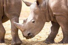 Close Up Of A Young White Rhinoceros Eating Grass, Namibia, Africa