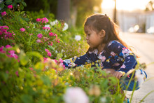 Young Little Girl Picking Pink Flowers