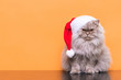 Сute fluffy cat in a Christmas hat is isolated on an orange background, looking into the camera. Cat Santa in a Christmas hat on an orange background. Christmas concept. Copyspace