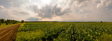 Picturesque Clouds Are Over A Large Field With Growing Cabbage. White Cabbage Grows On A Large Farm. Ivanovo Region, Russia.