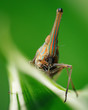Dictyophara nakanonis