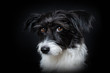 Cute little dog on black background looking to the camera