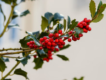 Ilex Aquifolium Or Holly Also Christmas Holly For Its Decorative Aspect, Foliage With Red Berries