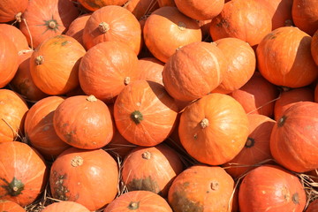 pumpkins for sale at farmers market .The orange pumpkin decoration is displayed at the farmers market. On Halloween, the Halloween holiday, pumpkin and harvest ideas and Thanksgiving pumpkin .