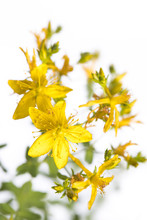 Medicinal Plant From My Garden: Hypericum Perforatum ( Perforate St John's-wort ) Yellow Flowers And Green Leafs Isolated On White Background Detail View