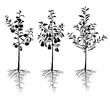 Vector illustrations of silhouette seedling young fruit  trees with roots and fruits set