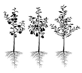 Sticker - Vector illustrations of silhouette seedling young fruit  trees with roots and fruits set