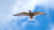 Arctic tern flying in a cloudy blue sky close up with his wings outstretched and looking to his right