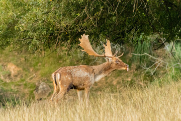 fallow deer grazing in a green meadow