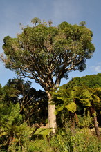 Tree And Tree Ferns, Kirstenbosch National Botanical Garden, Cape Town, South Africa