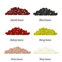 Bean Types Set. Adzuki, Black, Kidney, Mung, Pinto And Navy Bean. Vector.