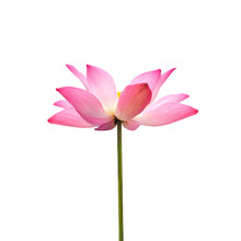 Lotus Or Waterlily Flower Isolated On White