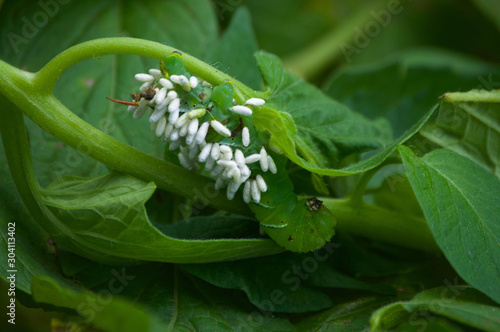 Fotomural Parasitoid Wasp Cocoons on Hornworm