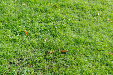 Green grass pattern and texture for background. Close-up