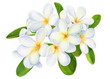 summer tropical flowers, plumeria on isolated white background, watercolor illustration, hand drawing