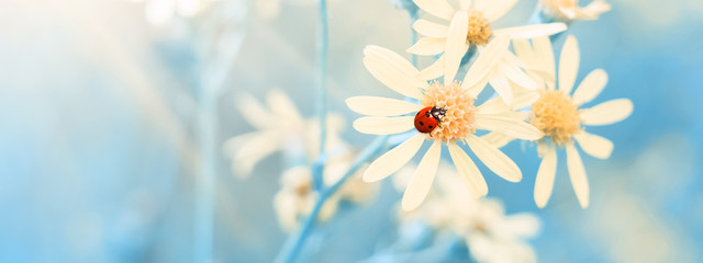 Wall Mural - yellow daisies with a ladybug in the sunlight against a blue sky, border. beautiful spring floral ar