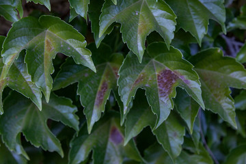 Grape leaves