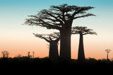 Fototapeta Las - Beautiful Madagascar Baobab. Madagascar. Africa