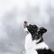 Black Border Collie Dog Posing Outdoors In Winter
