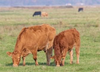 Canvas Print - Cattle Grazing on marshland