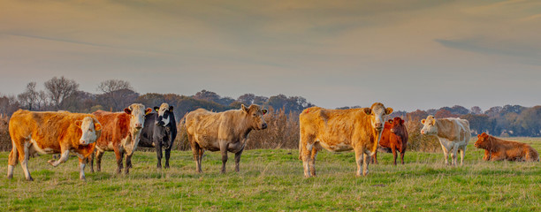 Sticker - Cattle Grazing on marshland