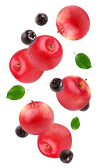 Wall Mural - flying red apples and black chokeberry isolated on white background.