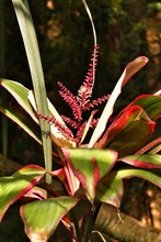 Bromeliaceae Plant In The Garden Under The Sun