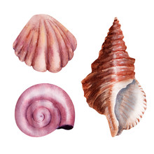 Watercolor Set Delicate Pink Sea Shells