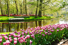 Flower Beds Of Keukenhof Gardens In Lisse, Netherlands