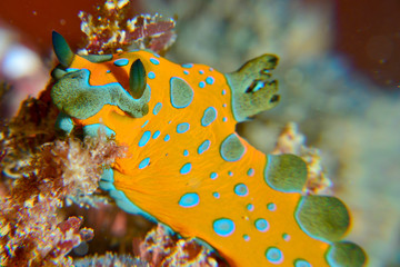 Orange nudibranch